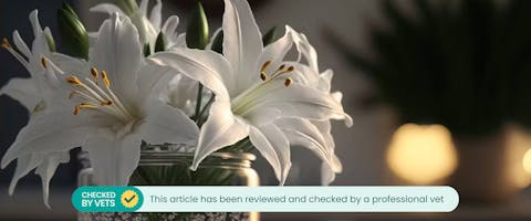 Are easter lily top plants poisonous to dogs